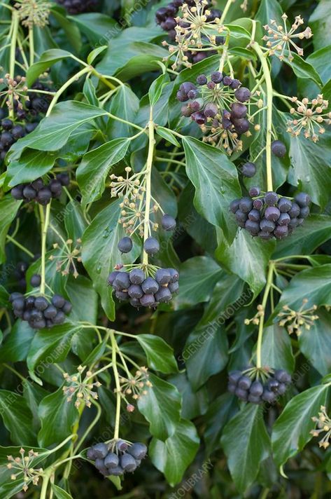 Ivy (Hedera helix) berries - Stock Image - C035/7798 Common Ivy, Summer Insects, Garden Design Plants, Black Berries, Hedera Helix, Fruits Photos, Science Photos, Flower Farm, Buy Prints