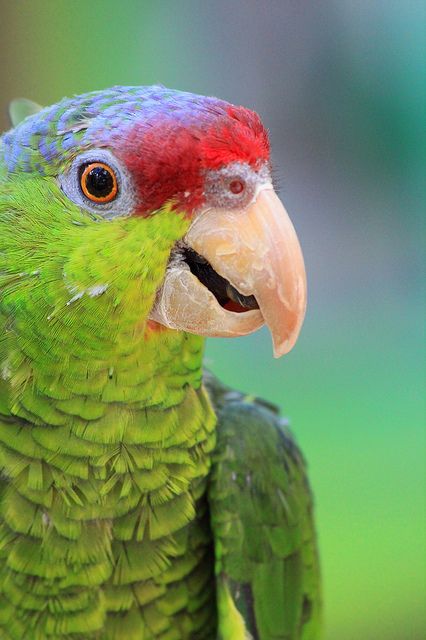 Lilac Crowned Amazon Parrot Parrot Images Green, Lilac Crowned Amazon Parrot, Green Ringneck Parrot, Amazon Parrot, African Parrot Grey, Funny Parrots, Parrot Bird, Nature Birds, Tropical Birds