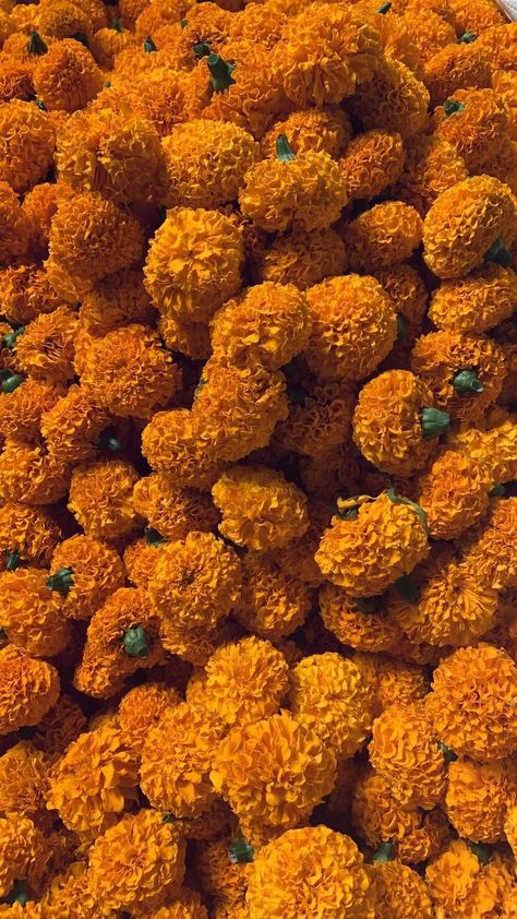 Marigold Iphone Wallpaper, Mexican Fall Aesthetic, Onam Aesthetics Moodboard, Indian Flowers Aesthetic, Hindu Aesthetic Wallpaper, Argala Stotram, Mexico Aesthetic Vintage, Onam Flowers, Mexico Aesthetic Wallpaper