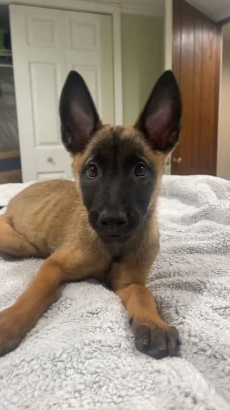 Get ready to be swept away by the irresistible charm of our Belgian Malinois puppies in this captivating video! From boundless energy to heart-melting puppy eyes, every moment is brimming with cuteness. Click to join the puppy adventure! 🎥🐶 #BelgianMalinoisPuppyLove #DynamicDarlings #PuppyParadise #AdorableDogVideos Belgian Malinois Puppies, Malinois Puppies, Malinois Dog, Belgian Malinois, Puppy Eyes, Get Ready, Puppies, Energy