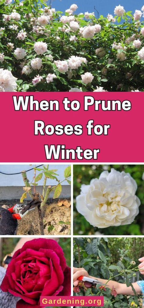 When To Prune Roses In The Fall, How To Prune Roses, Trim Rose Bushes, Pruning Knockout Roses, When To Prune Roses, Prune Roses, Rose Bush Care, How To Trim Roses, Rose Pruning