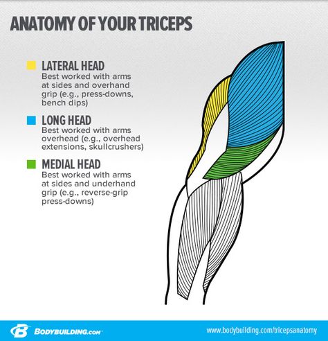 Workout Anatomy, Body Muscle Anatomy, Strength Training Anatomy, Bigger Arms, Muscle Anatomy, Medical Anatomy, Popular Workouts, Triceps Workout, Body Anatomy