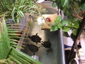 Here's a photo of my four aquatic turtles in their winter quarters, a 100 gallon horse trough. These turtles live outdoors in my backyard pond in the summertime. The biggest issue with water turtle... Indoor Turtle Pond, Aquatic Turtle Habitat, Water Turtles, Turtle Tank Setup, Tortoise Cage, Turtle Enclosure, Big Tortoise, Horse Trough, Turtle Aquarium