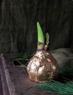 How to Make Wax Dipped Amaryllis Bulbs. | The Art of Doing StuffThe Art of Doing Stuff Waxed Amaryllis Bulbs, Amaryllis Arrangement, Amaryllis Christmas, Plant Greenhouse, Indoor Gardening Supplies, Urban Gardening Ideas, Amaryllis Plant, Diy Container Gardening, Amaryllis Flowers