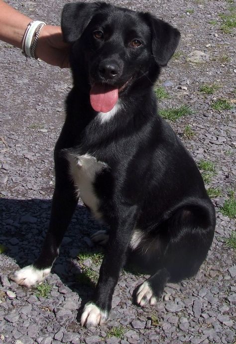 I had the opportunity to meet a stray Labrador crossed with a Collie. He was the sweetest boy ever and I would have kept him if I could. I hope he found a good home and is very much loved right now. Here is one with very similar coloring to him. Labrador Border Collie Mix Dogs, Border Collie Lab Mix, Lab Mix Puppies, Beauty Mistakes, Westie Puppies, Most Beautiful Dogs, Border Collie Mix, Collie Mix, Mixed Breed Dogs