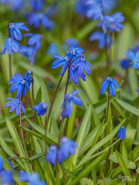 Get detailed growing information on this plant and hundreds more in BHG's Plant Encyclopedia./ Types Of Blue Flowers, Scilla Siberica, Blue Flowers Garden, Small Blue Flowers, Allium Flowers, Plants Under Trees, Early Spring Flowers, Perennial Bulbs, Beautiful Rabbit