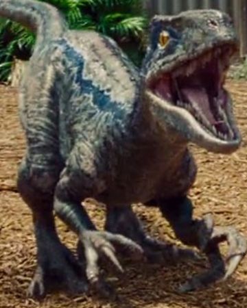 Blue | Jurassic World Wikia | FANDOM powered by Wikia Blue From Jurassic World, Jurassic World 4, Jurassic World Raptors, Blue Jurassic World, Indominus Rex, World Icon, Jurassic World Fallen Kingdom, Jurassic World Dinosaurs, Falling Kingdoms