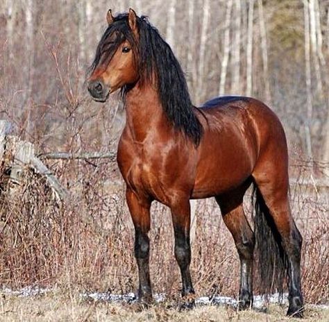 Canadian Horse, Bay Horse, Majestic Horse, Horses And Dogs, All The Pretty Horses, Horse Crazy, Clydesdale, Boy Photo, Horse Coloring