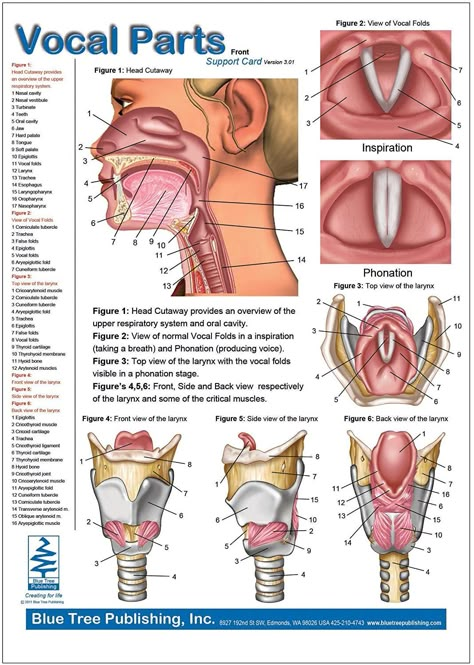 Voice Anatomy, Vocal Cords Anatomy, Vocal Health, Vocal Compression Cheat Sheet, Anatomy Of Speech Mechanism, Human Body Diagram, Human Body Vocabulary, Human Body Facts, Medical School Life