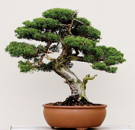 Bonsai Shop, Bonsai Tree Care, Indoor Bonsai Tree, Indoor Bonsai, Hanging Plants Indoor, Bonsai Art, Bonsai Plants, Tree Seeds, Bonsai Garden