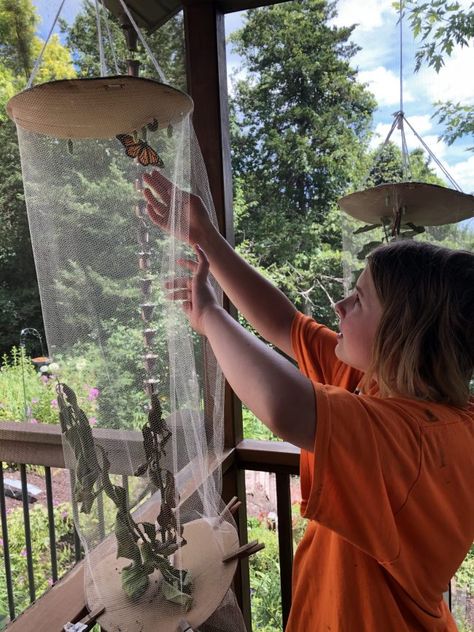 Monarch butterflies are in trouble: Here's how to help in your own yard | Earth | EarthSky Butterfly Cages, Raise Butterflies, Butterfly Enclosure, Butterfly Cage, Butterfly Habitat, Butterfly Project, Museum Exhibition Design, Monarch Butterflies, Pacific Grove