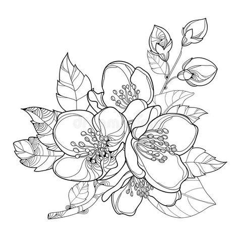 Vector branch with outline Jasmine flowers, bud and leaves isolated on white background. Floral elements for spring design. Vector branch with outline Jasmine vector illustration Jasmine Flower Drawing, Jasmine Drawing, Flower Line Drawings, Flower Drawing Tutorials, Jasmine Flowers, Flower Outline, Flowers Illustration, Jasmine Flower, Flower Sketches