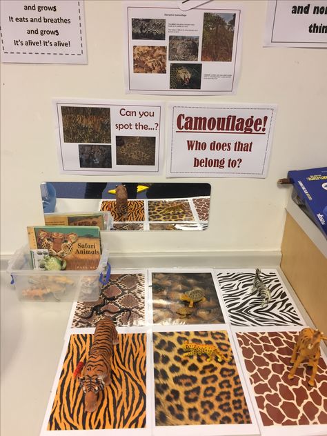 Safari Animal Theme Preschool, Habitats Preschool Activities, Big Cats Preschool Activities, Grasslands Preschool Activities, Zoo Science Preschool, Jungle Week Preschool, Animals Reggio Emilia, Jungle Centers Preschool, Reggio Jungle Activities