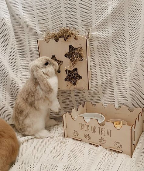 Aesthetic Bunny Cage, Rabbit Setup, Bunny Setup, Aesthetic Bunny, Indoor Rabbit Cage, Rabbit Pen, Lop Bunnies, Holland Lop Bunnies, Bunny Cage