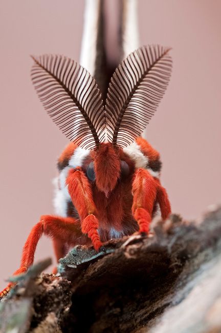 Cecropia Moth, Moth Species, Regard Animal, Colorful Moths, Cute Moth, Cool Insects, Moth Caterpillar, Moth Art, Cool Bugs