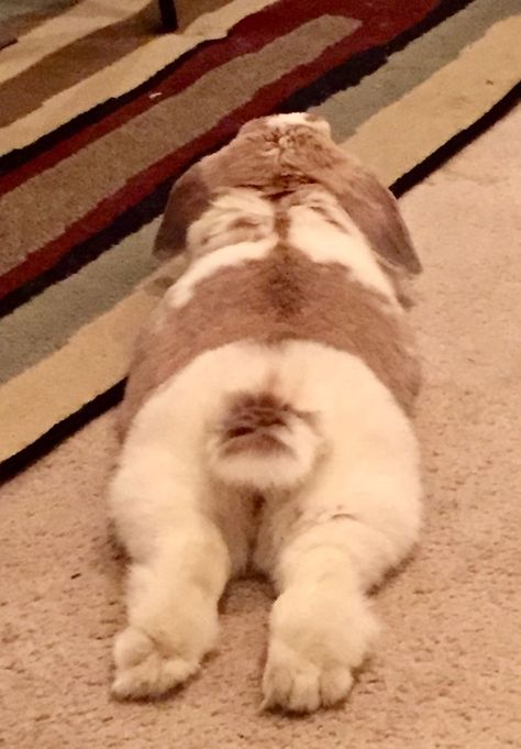 Bunnies!!! | Follow me for similar content! Pinterest: @bunniegotlost Twitter : @stonedbunniie Tiktok: @bunnyyysworld Bunny Lying Down, Bunny Butts, 2 Bunnies, Bunny Care, Cute Bunny Pictures, Bunny Mom, Fluffy Bunny, Pet Bunny