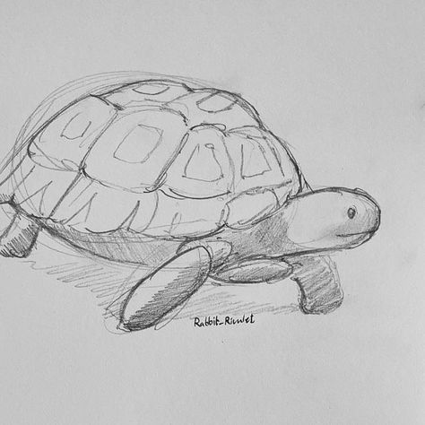 Realistic Turtle Drawing, Turtle Doodle, Turtle Sketch, Cute Bob, Turtle Drawing, Instagram Drawing, August 25, Daily Drawing, Doodle Sketch