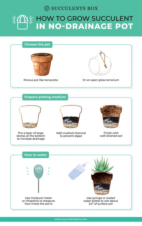 How To Plant A Cactus In A Pot, How To Plant Cactus In Pots, Pots For Aloe Vera Plant, Succulent Potting Ideas, Indoor Plant Drainage Ideas, Succulents Care Tips, How To Take Care Of Flowers, Caring For Succulents Indoor, How To Care For Succulents