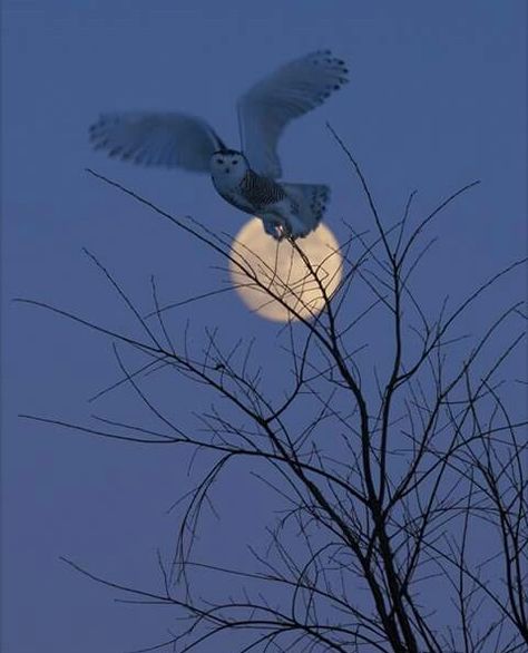 Beautiful Owls, Owl Photography, Mystic Moon, Owl Wallpaper, Shoot The Moon, Owl Pictures, Moon Pictures, Snowy Owl, Beautiful Moon