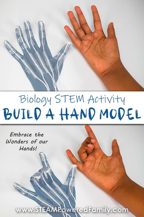 Build a fully functioning model of the hand in this biology STEM project. In this activity students get hands on as they study their own hands, then use them as a template to create a model that uses flexor tendons to move the fingers and thumbs. Turn the hands into the perfect Halloween project by creating skeleton hands! Build an articulating hand model STEM craft and learn all about the marvelous wonder that is our hands! Visit STEAM Powered Family to get all the details. How To Skeleton Hand, How To Draw Joints, Stem Hand Project, Skeleton Hand Craft, Borax Skeleton Hand, Bone Stem Activities, Biology Project Ideas, Skeleton Science Project, Skeleton Stem Activities