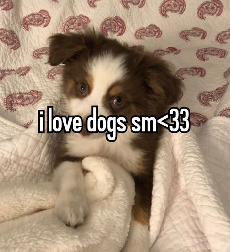 #whisper #whispers #whisperaesthetic #aesthetic #dogs #doggies #puppies #cute #adorable #pinterest #pinterestaesthetic Dog Whisper, Aesthetic Dogs, Celebrity Dogs, Puppies Cute, Dog Aesthetic, Famous Dogs, How To Be Happy, Silly Dogs, Relatable Stuff