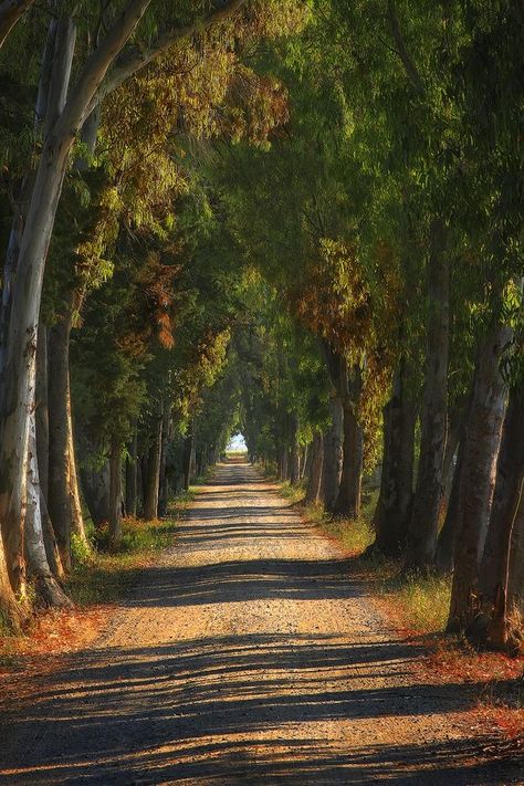 Tree Tunnel, Under The Tuscan Sun, Image Nature, Dirt Road, Nature Aesthetic, Beautiful Tree, Nature Pictures, Beautiful World, Beautiful Landscapes