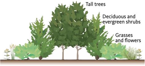 Privacy Hedges, Living Fence, Small Shrubs, Planting Shrubs, Evergreen Plants, Soil Improvement, Evergreen Shrubs, Deciduous Trees, Growing Food