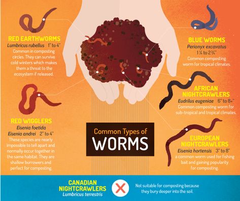 Types Of Worms, Soil Contamination, Fishing Worms, Red Wigglers, Worm Farming, Meal Worms, Worm Bin, Worm Castings, Hydroponic Farming