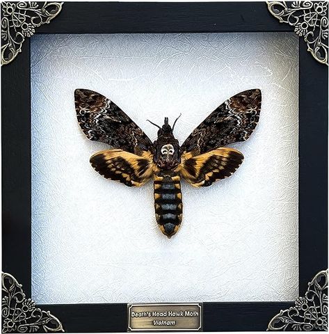 Skull Butterfly, Insect Taxidermy, Deaths Head Moth, Bug Collection, Handmade Skulls, Taxidermy Art, Crystal Shelves, Wood Cover, Insect Art