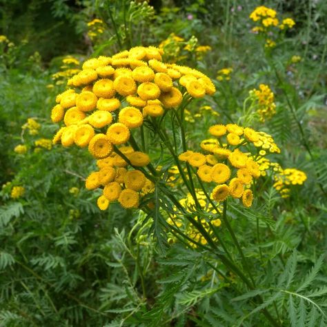 Tansy Flower, Plants That Repel Flies, Fly Repellant, Veggie Garden, Companion Planting, Perennial Plants, Cool Plants, Permaculture, Fall Flowers