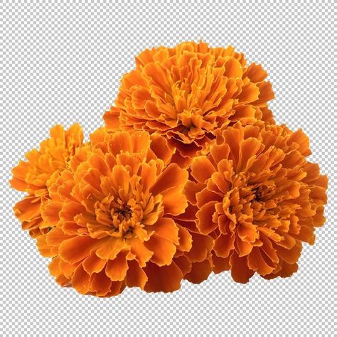 Marigold Reference, Marigolds Flower, Flower Png Transparent, Flowers Marigold, Parrot Wings, Herbalife Nutrition Club, Marigold Flowers, Nutrition Club, Mexican Flowers