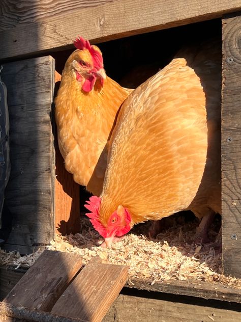 The chickens are testing the winter weather before heading out to enjoy some sunshine. Homestead Farm, All Godzilla Monsters, Farm Business, Future Farms, Farm Lifestyle, Beautiful Farm, Cold Morning, Poultry Farm, Cute Flower Wallpapers