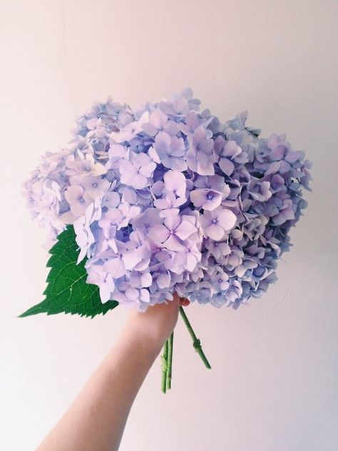 Hydrangea Purple, Come Soon, Yard Work, Hydrangea Flower, Beautiful Blooms, Flower Child, Plant Life, Love Flowers, Pretty Flowers