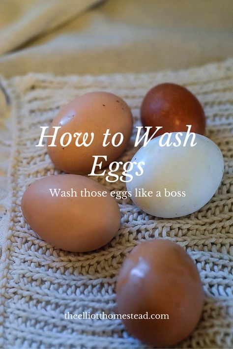 How to Wash Eggs More Elliott Homestead, Shaye Elliott, Clean Chicken, Backyard Chicken Farming, Best Chicken Coop, Crazy Chicken Lady, Farm Eggs, Keeping Chickens, Free Range Chickens