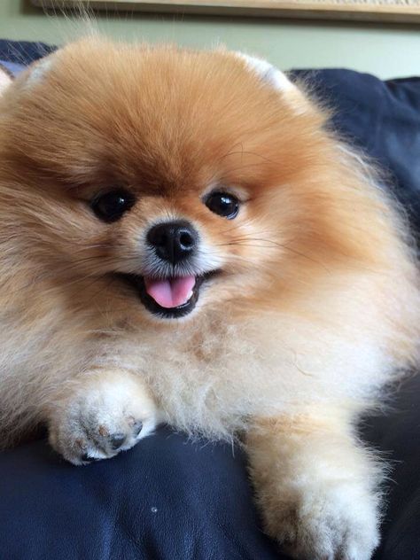 Happy Orange Spitz Pomeranian, Cute Pomeranian, Pomeranian Dog, Pomeranian Puppy, Animal Planet, Baby Bear, Little Dogs, Happy Dogs, Beautiful Dogs