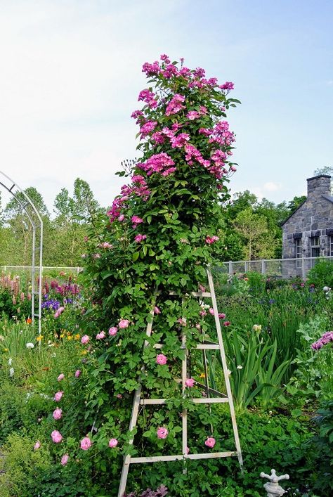 27 Amazing DIY Rose Trellis Ideas | Climbing Rose Trellis - Hello Lidy Diy Rose Trellis, Trellis For Roses, Rose Trellis Ideas, Climbing Roses Trellis, Rustic Trellis, Wall Trellis, Modern Trellis, Trellis Ideas, Metal Trellis