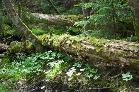 images fallen trees | Fallen tree | Outdoors NH Nature Witch, Forest Drawing, Fallen Tree, Birch Forest, Get Active, Wild Forest, Nature Tree, Environment Design, Autumn Trees