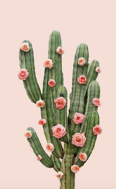 Kaktus Aesthetic, Kaktus Dan Sukulen, Paul Fuentes, Cactus Rose, Diy Gallery Wall, Plants Green, Green Cactus, Plant Wallpaper, Cactus Art