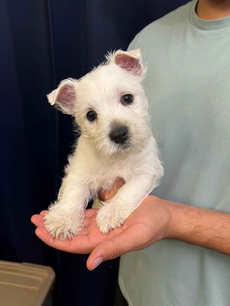 West Highland White Terrier (Westie) Puppies For Sale West Highland White Terrier Puppies, Westie Puppies For Sale, West Highland Terrier Puppy, Grooming Ideas, Breakfast Muffin, Puppy Find, Westie Puppies, Westie Dogs, Terrier Puppies