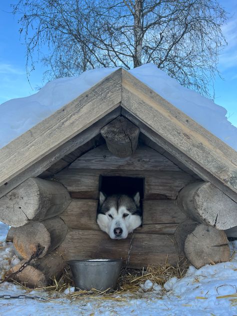 Sled Dog House, Winter Dog House Cold Weather, Winter Dog House, Log Cabin Dog House, Samoyed Husky, Mofu Sand, Greenland Dog, Pallet Dog Beds, Snow House