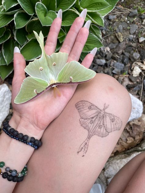 Moth Tattoo Cute, Luna Moth Tattoo, Tattoo Cute, Job Applications, Funky Tattoos, Henna Ideas, Bug Tattoo, Tattoo Board, Moth Tattoo