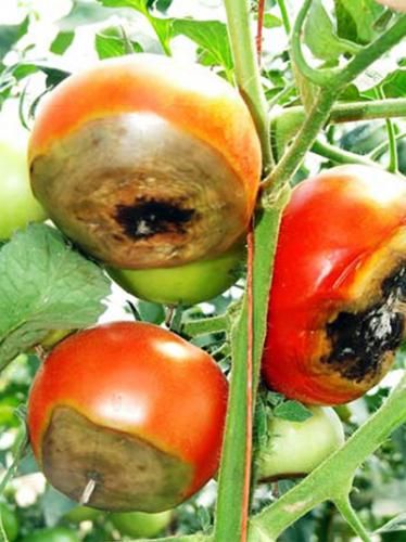 Blossom-end rot of tomato tip sheet - MSU Extension Tomato Character, Tomato Growing, Organic Mulch, Gardening Hacks, Character Board, Magic Hands, Soil Testing, Growing Tips, Outdoor Stuff