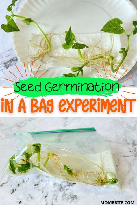 Seed Experiments For Kids, Seed Planting For Kids, Seed Germination For Kids, Seeds Preschool, Gardening Kids Activities, Seed Science, Plant Experiments, Plant Biology, Growing Green Beans