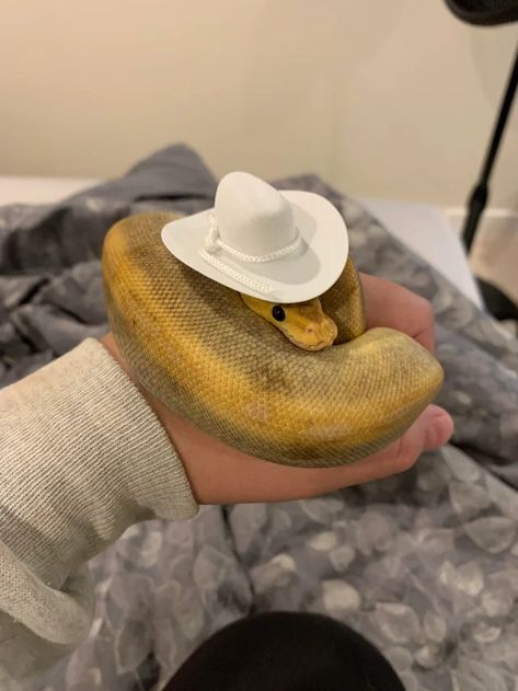 Snakes With Hats, Danger Noodles, Baby Snakes, Making Hats, Cool Snakes, Pretty Snakes, Snake Lovers, Cute Reptiles, Cute Snake