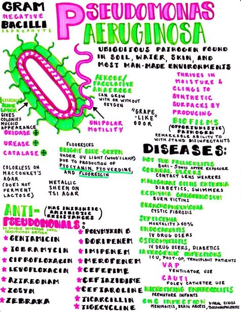 Microbiology Study, Nurse Teaching, Medical Laboratory Scientist, Pseudomonas Aeruginosa, Medicine Notes, Medical Student Study, Medical Laboratory Science, Nursing School Survival, Respiratory Therapy