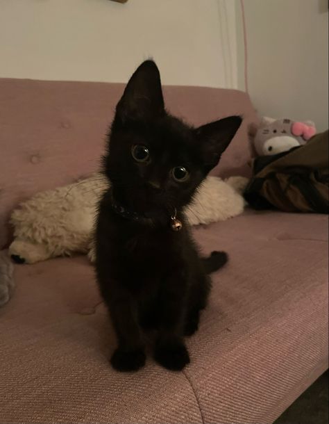 Black Kittens With Green Eyes, Cute Fluffy Black Cats, Black Cat With Hazel Eyes, Cute Black Kittens, Cute Kittens Black, Black Kitty Aesthetic, Black Kitten Aesthetic, Cute Black Cat Aesthetic, Black Cats Aesthetic