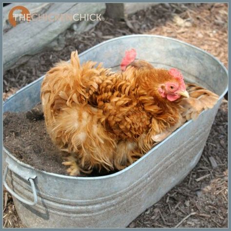 Dust bath Chicken Dust Bath, City Chickens, Chicken Bath, Dust Bath For Chickens, Coop Decor, Cute Chicken Coops, Chicken Coop Decor, Chicken Barn, Runner Ducks