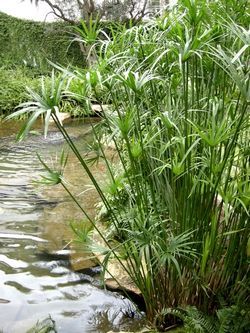 Dwarf Papyrus is a good pond plant where height is desired. | #PondPlants #AquaticPlants Pond Natural, Cyperus Alternifolius, Cyperus Papyrus, Japanese Garden Plants, Backyard Fountain, Pond Landscape, Water Garden Plants, Egyptian Papyrus, Container Water Gardens