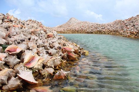 Shell Island, Caribbean Destinations, British Virgin Islands, Conch Shell, Virgin Islands, Caribbean Islands, Graveyard, The Caribbean, Key West