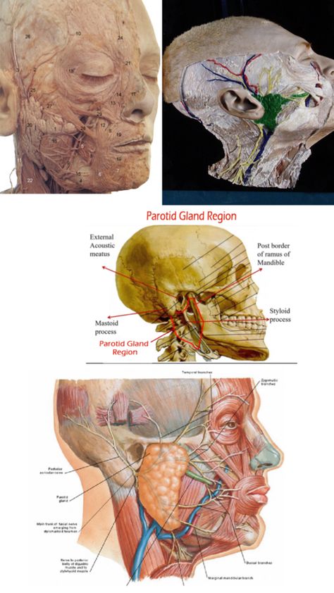 About parotid Body Knowledge, Parotid Gland, Anatomy, Medical, Quick Saves